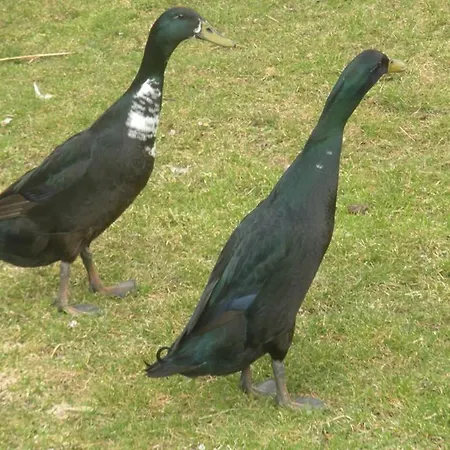 Hausebengut Bauernhof